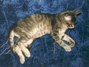 Cosimo (September 2002)