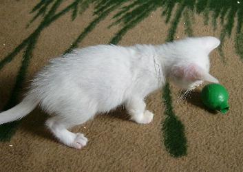 Flocke mit B&auml;llchen (September 2004)