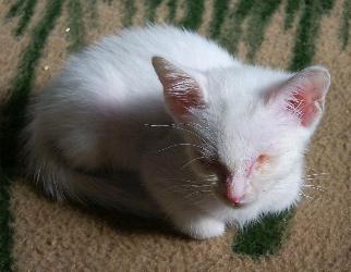 Flocke ruht sich aus (September 2004)