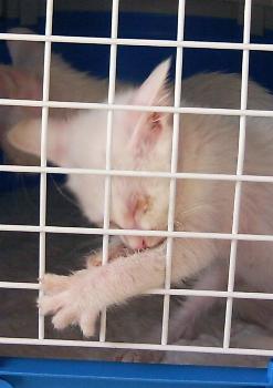  Flocke zerlegt Transportbox (Oktober 2004)