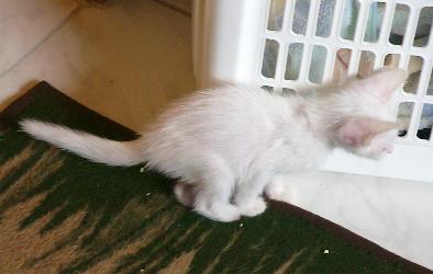 Floh spielt Fangen (September 2004)