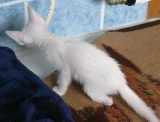 Floh kaut auf B&auml;ndel (September 2004)