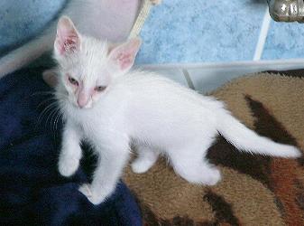 Floh (September 2004)