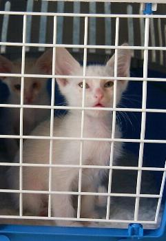 Floh wartet in der Transportbox (Oktober 2004)