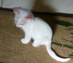 Floh beim Spielen (Oktober 2004)