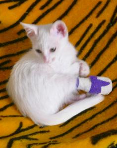 Floh mit Verband(Oktober 2004)