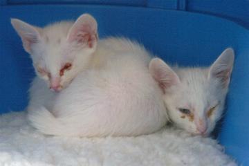 Floh und Flocke nach der Ankunft in Stuttgart (September 2004)