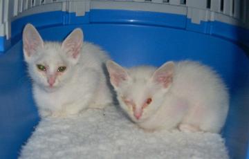 Floh und Flocke am ersten Abend (September 2004)