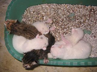 Floh und Flocke mit Geschwistern wenige Stunden nach der Geburt (August 2004)