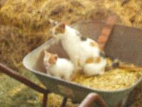 Juni mit Katzenmutter Minka