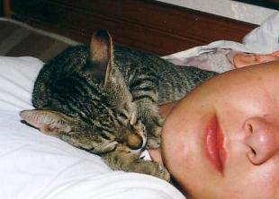 Namenloses K&auml;tzchen schl&auml;ft im Bett (Lendas August 2002)