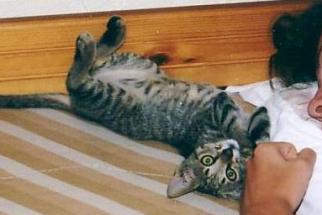 Namenloses K&auml;tzchen im Bett (Lendas August 2002)