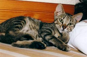 Namenloses K&auml;tzchen (August 2002)