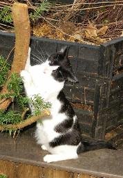 Pamina an ihrem Naturkratzbaum (August 2003)