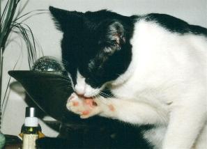 Pamina (Februar 2002)