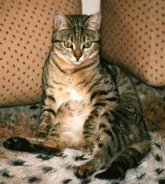 Mausi (Februar 2001)