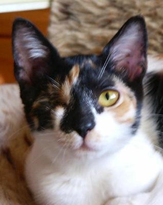 Mitsa (Oktober 2004)