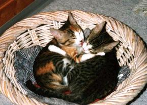 Flexi schleckt Schnurri (Sommer 2000)