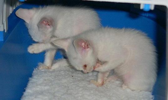 Floh und Flocke beim Putzen (September 2004)