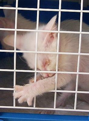 Flocke in Transportbox (Oktober 2004)