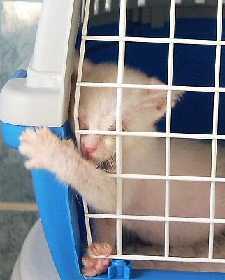 Flocke in Transportbox (Oktober 2004)