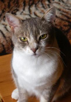 Quietsch (Juni 2004)