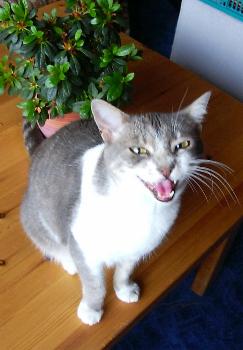 Quietsch will was (Juni 2004)