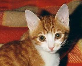 Cindy (November 2002)