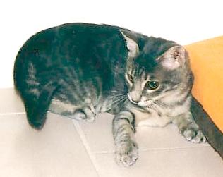 Cosimo (Oktober 2002)