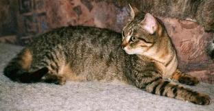 Mausi (Februar 2001)