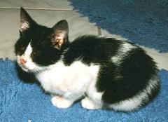 Pamina in Quarant&auml;ne im Badezimmer (September 2001)