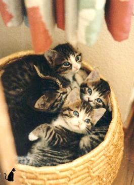 6-7 Wochen alte K&auml;tzchen - zu jung zum Absetzen (September 1979)