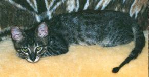 Ivan mit hautpilz-geschädigtem Schwanz (Oktober 2001)