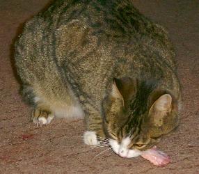 Schnurri fri&szlig;t H&uuml;hnerfl&uuml;gel (Januar 2004)