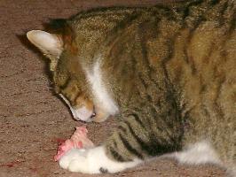 Schnurri k&auml;mpft mit H&uuml;hnerfl&uuml;gel (Januar 2004)