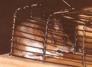 Waldmaus in Falle (Fr&uuml;hjahr1982)