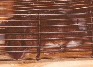 Waldmaus in Falle (Fr&uuml;hjahr1982)