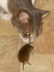 Quietsch beschnuppert eine Maus (November 2003)