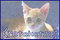 Kretakatzen-Banner - Kopieren erlaubt!