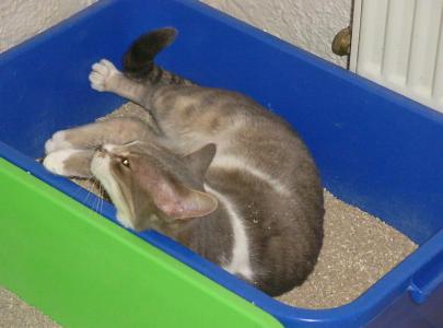 Katzenklo macht Katze froh!