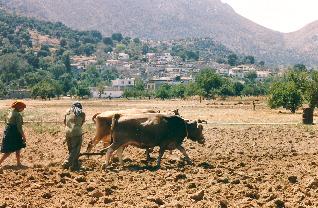 Landwirtschaft