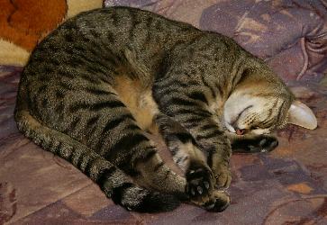 Ivan (Juli 2003)