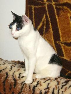 Cassandra (November 2004)