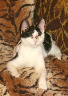 Cassandra (Dezember 2004)