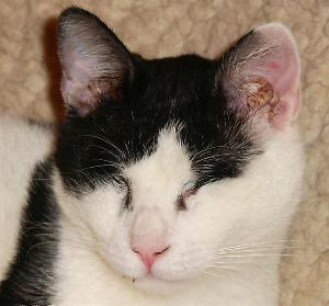 Cassandra (Mai 2005)