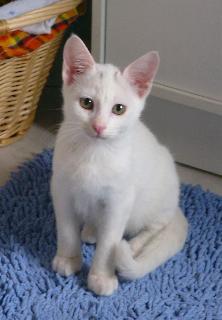 Chris (November 2004)