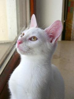 Finix (November 2004)