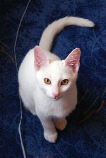 Finix (November 2004)