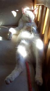 Finix (Februar 2005)