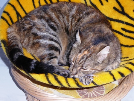 Fluschi (November 2016)